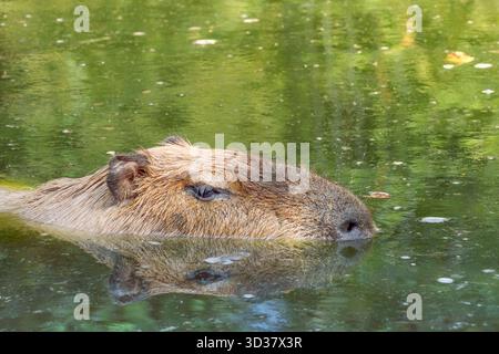 Capybara o Hydrochoerus hydrochaeris in acqua. verticale Foto Stock