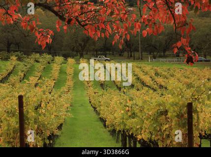 Napa Valley, Stati Uniti. 4 novembre 2025. Un pick-up corre su una strada vicino a un vigneto a Napa Valley, California, Stati Uniti, 4 novembre 2025. Crediti: Liu Yilin/Xinhua/Alamy Live News Foto Stock