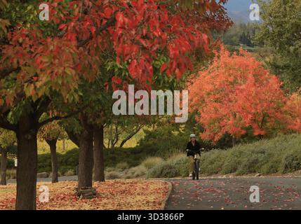 Napa Valley, Stati Uniti. 4 novembre 2025. Una donna guida una bicicletta nella Napa Valley, California, Stati Uniti, 4 novembre 2025. Crediti: Liu Yilin/Xinhua/Alamy Live News Foto Stock