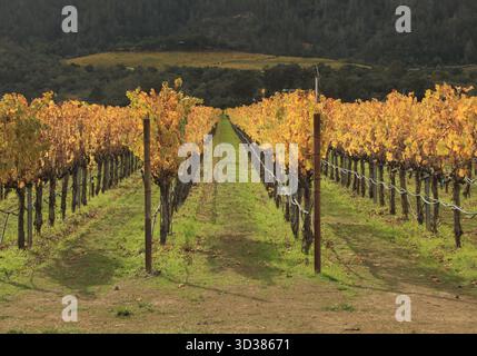 Napa Valley. 4 novembre 2025. Questa foto scattata il 4 novembre 2025 mostra una vista di un vigneto nella Napa Valley in California, negli Stati Uniti. Crediti: Liu Yilin/Xinhua/Alamy Live News Foto Stock
