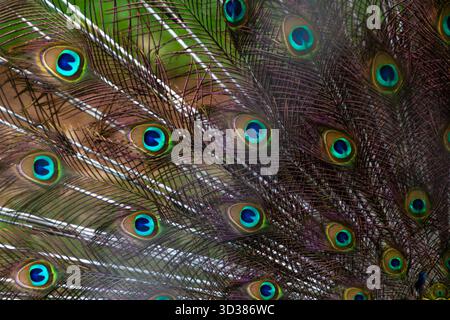 Vivaci, iridescenti e intricati motivi delle piume di coda di un pavone indiano Foto Stock