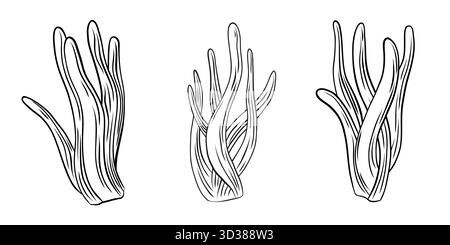 Set di tre illustrazioni vettoriali disegnate a mano di polipi o rami anemonici marini in stile incisione. Schizzi in bianco e nero perfetti per colorare libri Illustrazione Vettoriale