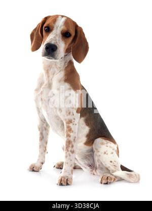 Giovani beagle davanti a uno sfondo bianco Foto Stock