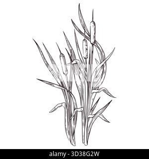 Canne con foglie, cattail disegnati a mano con inchiostro e tradotti in vettoriale, l'illustrazione vettoriale è adatta per la stampa su tessuto, carta, per il design Illustrazione Vettoriale