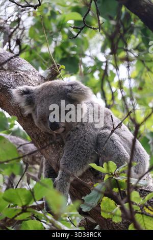 Un tranquillo koala (Phascolarctos cinereus) che dorme su un ramo d'albero, circondato da lussureggianti foglie verdi. Foto Stock