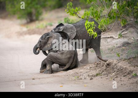 I piccoli elefanti africani (Loxodonta africana) giocano nello sporco. Parco nazionale del Chobe, Botswana, Africa Foto Stock