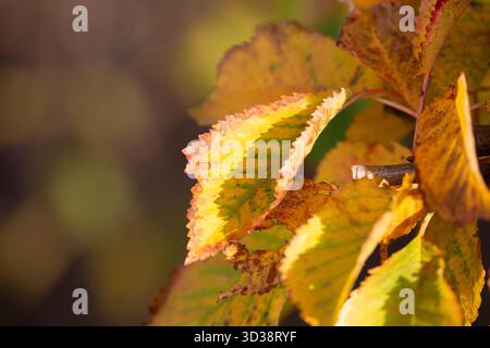 Foglie d'autunno dorate isolate sotto il sole. Foto Stock