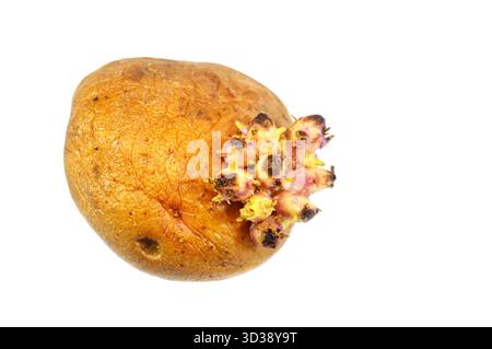 I germogli di patate sono nuovi germogli di piante che emergono dagli occhi o dai germogli di una patata, che è una parte naturale del suo ciclo di vita per la rigenerazione, un segno che il Foto Stock