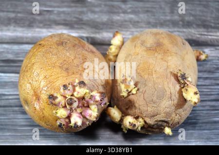 I germogli di patate sono nuovi germogli di piante che emergono dagli occhi o dai germogli di una patata, che è una parte naturale del suo ciclo di vita per la rigenerazione, un segno che il Foto Stock