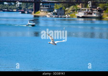 Un gabbiano bianco con ampie ali scivola sul fiume, mentre una piccola barca passa sotto un ponte ad arco alla luce del sole. Foto Stock