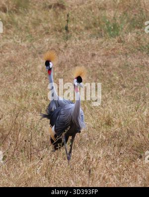 Serengeti Gru coronate grigie (Balearica regulorum), note anche come Gru creste. Foto Stock