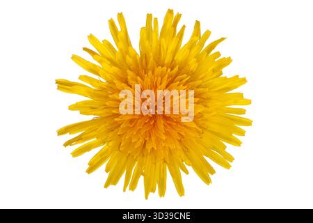 Testa di fiore di dente di leone giallo isolata su sfondo bianco Foto Stock