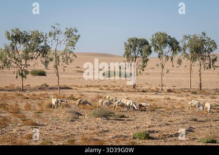 Mandria marocchina di pecore. Un branco di ovini (ovis aries) che pascolano nelle pianure; Marocco, Nord Africa. Pecore in Marocco, deserto di pietra. Foto Stock