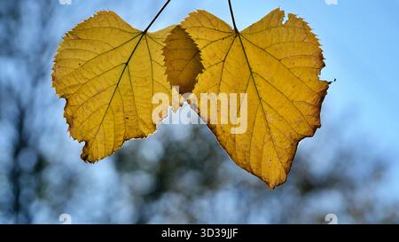 Concetto di autunno e malinconia: Coppia di foglie gialle appese agli alberi, in attesa di cadere a terra a novembre. Foto Stock