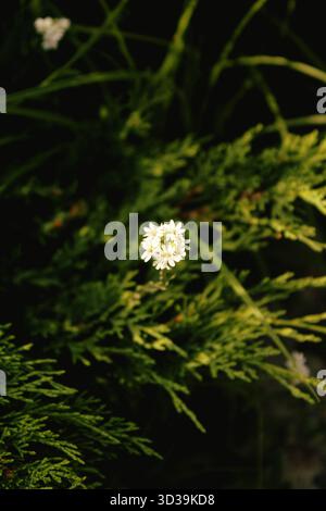 Bellissimo primo piano di berteroa incana nel giardino Foto Stock