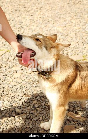Cane Tamaskan rosso su sassi in un colletto Foto Stock