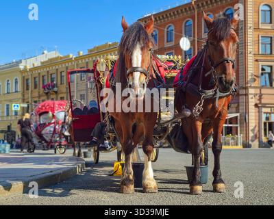Messa a fuoco selettiva. Due cavalli che tirano una carrozza nel mezzo di San Pietroburgo. Carrozza trainata da cavalli. Foto Stock