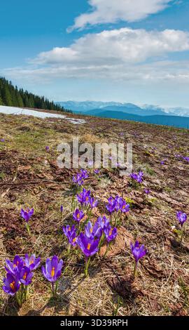 Colorato viola viola Crocus heuffelianus (Crocus vernus) fiori alpini sulla valle dell'altopiano dei Carpazi in primavera, Ucraina, Europa. Splendido paesaggio concettuale primaverile o all'inizio dell'estate. Foto Stock