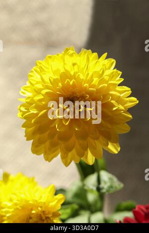 Foto macro di un bouquet di crisantemo con una forte messa a fuoco selettiva. Petali morbidi, delicati toni pastello e sfondo sfocato da sogno Foto Stock