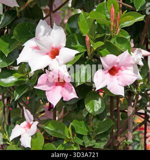 Mandevilla fiorita da vicino Foto Stock