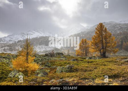 Larici (Larix) in autunno di fronte a cime di montagna innevate, autunno, Pontresina, passo del Bernina, Engadina, Grigioni, Svizzera Foto Stock