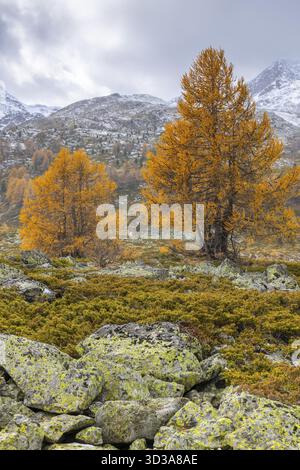 Larici (Larix) in autunno di fronte a cime di montagna innevate, autunno, Pontresina, passo del Bernina, Engadina, Grigioni, Svizzera Foto Stock