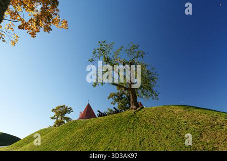Una spettacolare vista a basso angolo di un grande albero solitario e cannoni storici situati su un ripido tumulo erboso verde vicino alle rovine del castello di Bauska, set ag Foto Stock