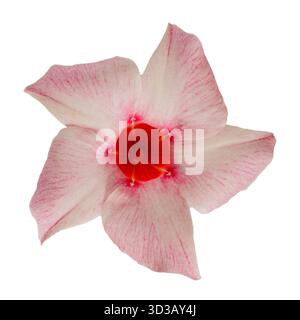 Una Mandevilla vibrante bianca e rossa splendente fiori, isolata su un pulito sfondo bianco. un primo piano dettagliato che cattura i colori freschi e la complessità Foto Stock