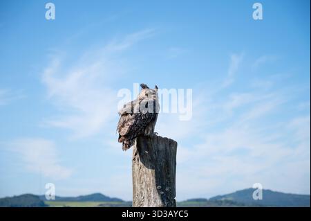 Il gufo dell'aquila cornea, Wildlife of Forest and Woodlands, Raptor Bird on A Tree Trunk, Habitat Foto Stock