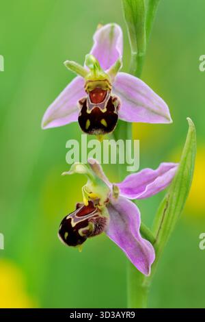 Orchidea delle api (Ophrys apifera) primo piano di punta di fiore che cresce su strada non falciata, East Lothian, Scozia, giugno. Foto Stock