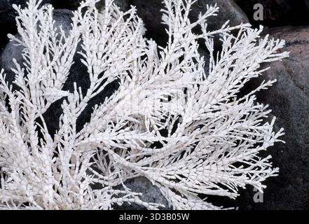 Corallo Weed Seaweed (Corallina officinalis) sbiancato, esemplare morto lavato su una costa rocciosa, Berwickshire, Scozia, gennaio Foto Stock