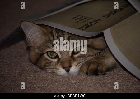Il gattino cattivo esce da sotto il suo nascondiglio di giornale. Foto Stock