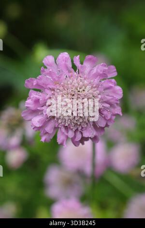 Scabious Pink Mist, perenne erbacea in fiore, chiamata anche Scabiosa columbaria "Pink Mist", attraente per gli insetti. Foto Stock