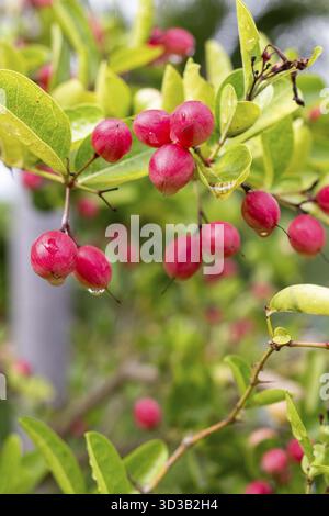Primo piano di manghi maturi e uva spina appesi su un albero, circondati da foglie verdeggianti Foto Stock
