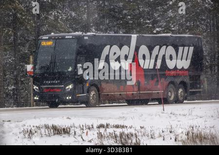 Banff, Alberta, Canada. 2 aprile 2025. Un autobus con la freccia rossa nera e Calgary è esposto, viaggia su una strada innevata attraverso una foresta durante una tempesta di neve Foto Stock