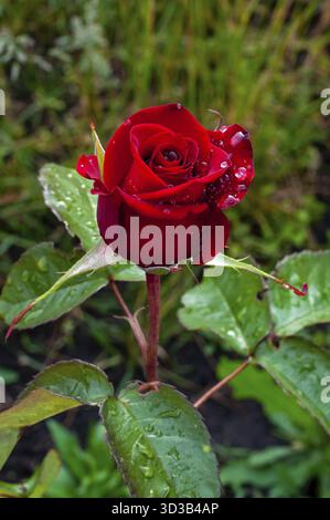 Una foto ravvicinata ad alta risoluzione di una rosa rossa solitaria con scintillanti goccioline d'acqua sui suoi petali Foto Stock