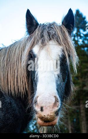 Close up ritratto di un cavallo Foto Stock