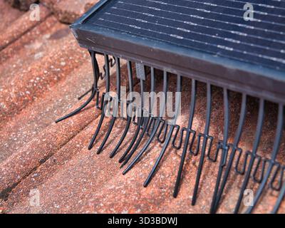 Regno Unito - agosto 29 2025: Primo piano di un pannello fotovoltaico domestico con protezione antiuccelli su un tetto piastrellato rosso sotto un cielo blu nel Regno Unito, che illustra le energie rinnovabili residenziali e la protezione. Foto Stock