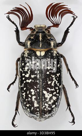 Chafer di pino, Polyphylla fullo. È uno dei più grandi coleotteri europei della famiglia Scarabaeidae. Una foto macro dettagliata di questo bellissimo insetto su un grigio Foto Stock