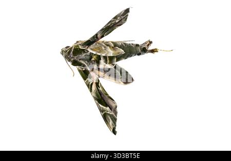 Daphnis nerii oleander falco falena, esemplare ucciso in strada da Alicante, Spagna, fotografato isolato su sfondo bianco Foto Stock