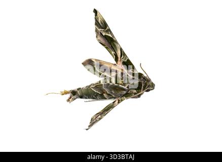 Daphnis nerii oleander falco falena, esemplare ucciso in strada da Alicante, Spagna, fotografato isolato su sfondo bianco Foto Stock