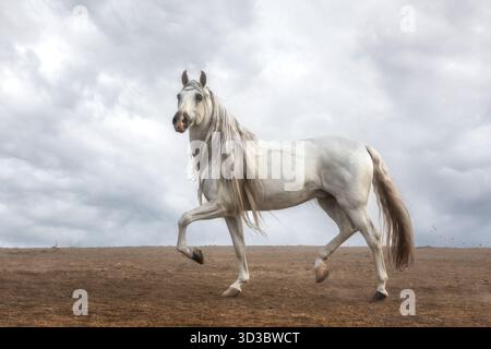 Il cavallo spagnolo puro (pura Raza Espaola) è un'antica razza della penisola iberica in Spagna e strettamente imparentata con il Lusitano. Foto Stock