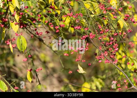 Primo piano di frutti di albero a mandrino rosa Euonymus europaeus circondato da un soffice fogliame verde-giallo. Un'istantanea vivida della vita autunnale. Foto Stock