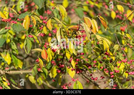 I frutti rosa brillante di un albero mandrino Euonymus europaeus sono appesi tra foglie giallo-verdi. La scena si illumina di vivaci colori autunnali. Foto Stock