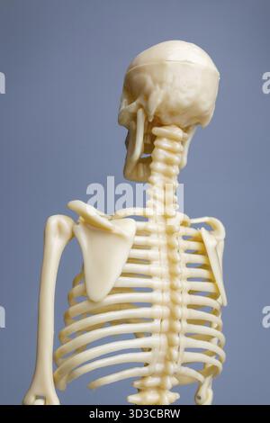 Modello di scheletro anatomico, sistema scheletrico su sfondo grigio Foto Stock