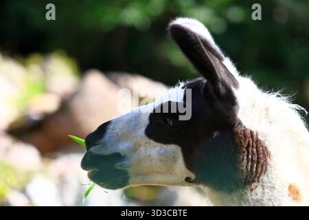 Primo piano di un lama andino in un ambiente soleggiato Foto Stock