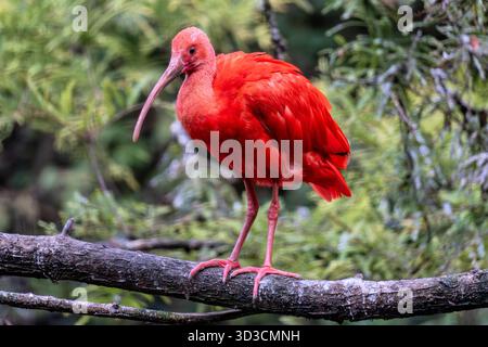 scarlet ibis (Eudocimus ruber) su una diramazione Foto Stock