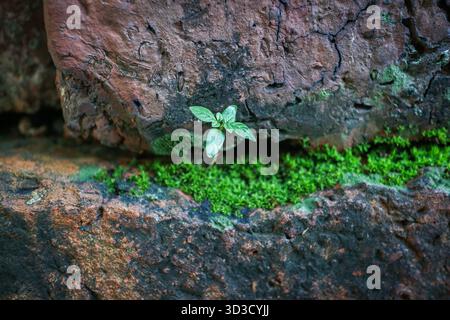 Primo piano estremo di un piccolo germoglio verde che emerge da un mattone muschiato e incrinato. Eccellente visuale per i temi del cambiamento climatico e della giornata Mondiale dell'ambiente. Foto Stock