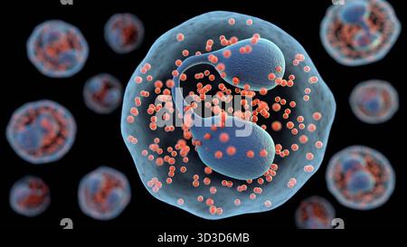 Una rappresentazione 3d degli eosinofili è un tipo di leucociti o leucociti. Foto Stock