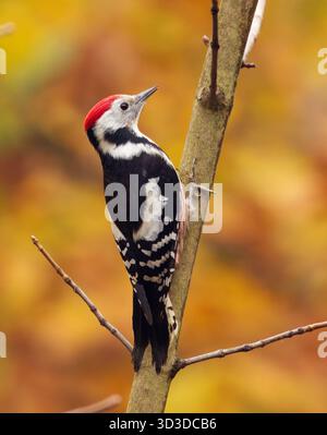 Picchio maculato di mezzo, Dendrocoptes medius arroccato su un ramo d'albero nel Parco Stromovka di Praga, circondato da vivaci colori autunnali e dal morbido dorato Foto Stock